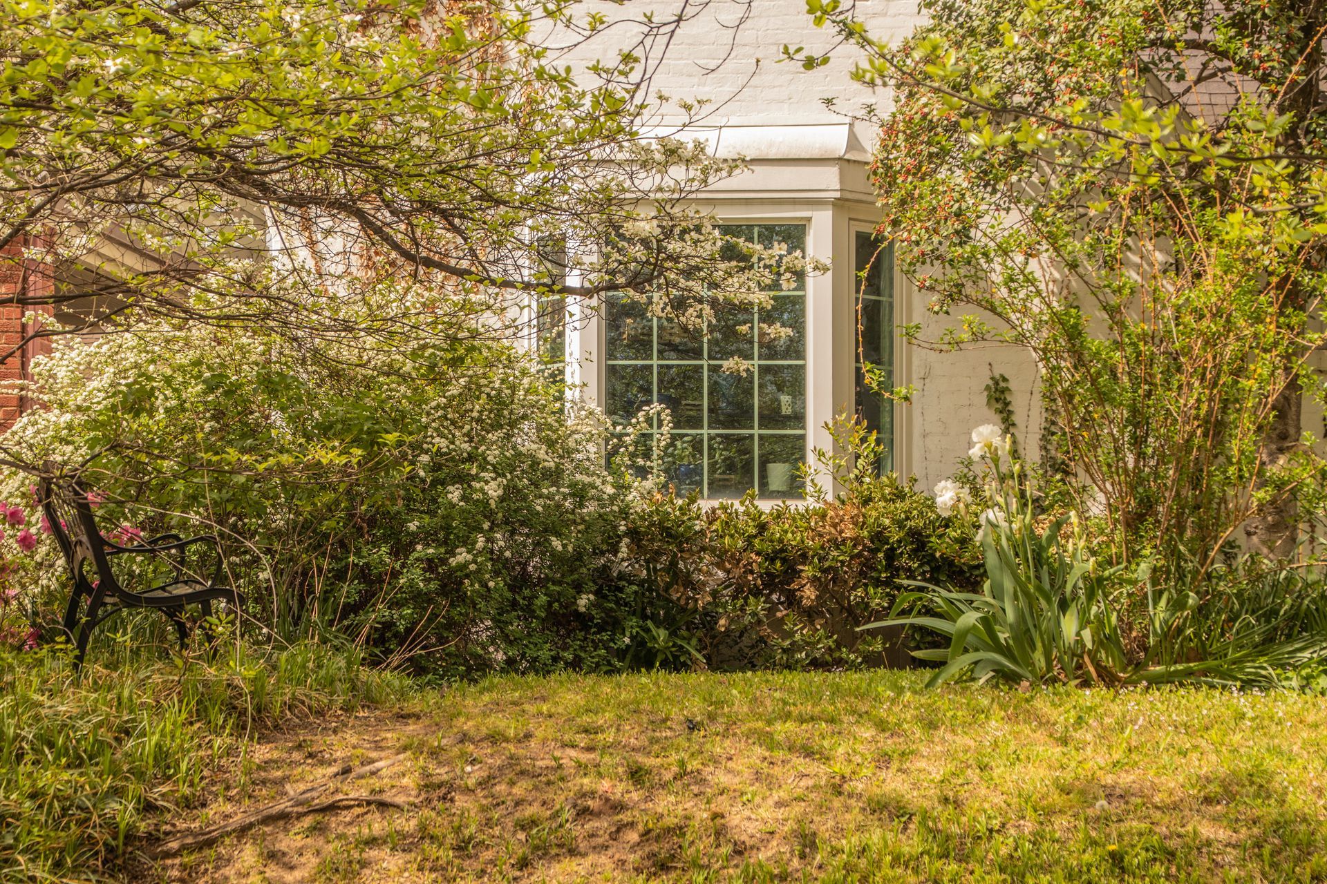 Classic white bay window framed by vibrant blooming bushes and iris in a lush, overgrown yard during a beautiful Springtime.