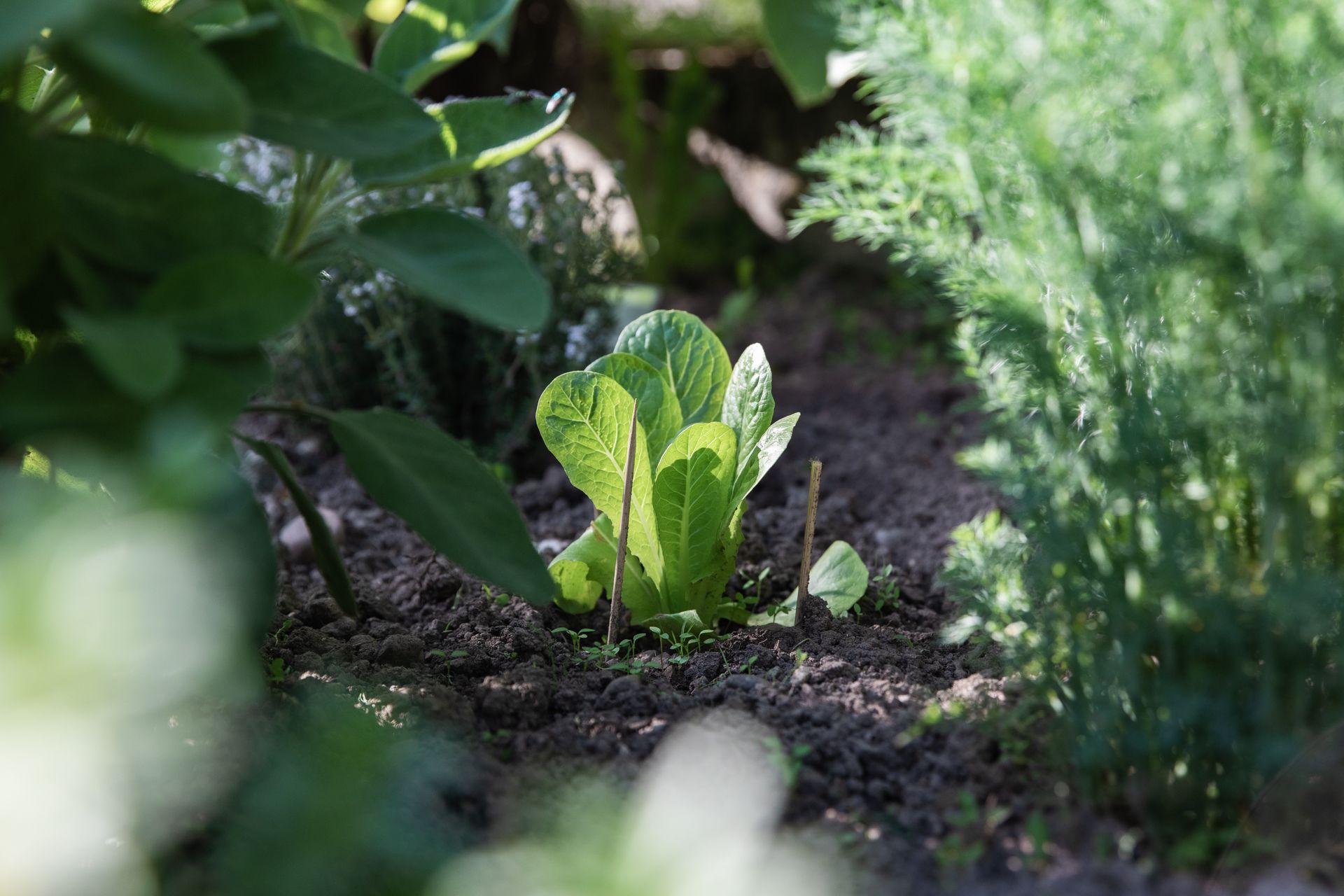 Vibrant green leaf resting peacefully on the ground, a symbol of nature's beauty and renewal.