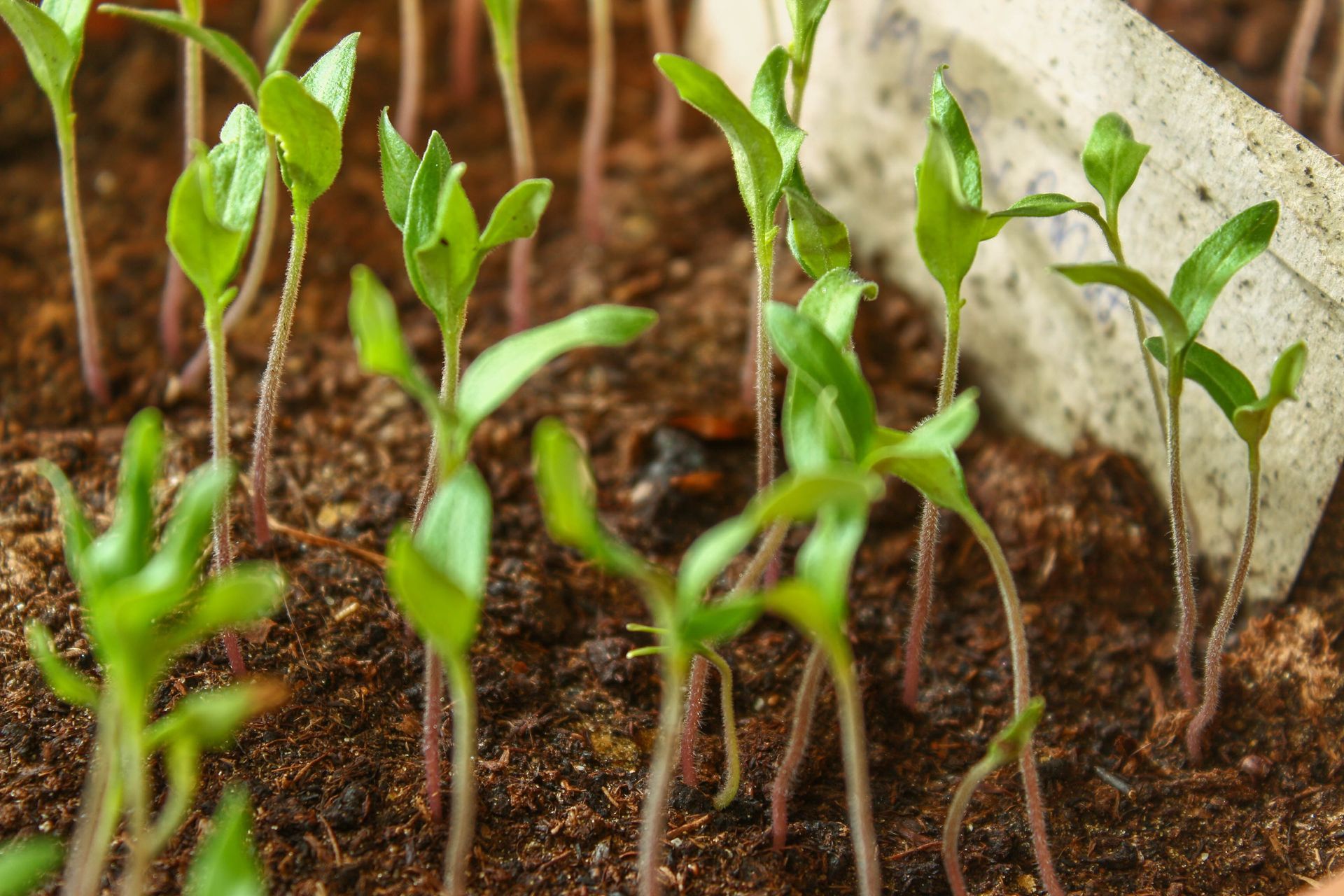 Vibrant young plants sprouting from the soil, with two tiny green leaves emerging from the stem.