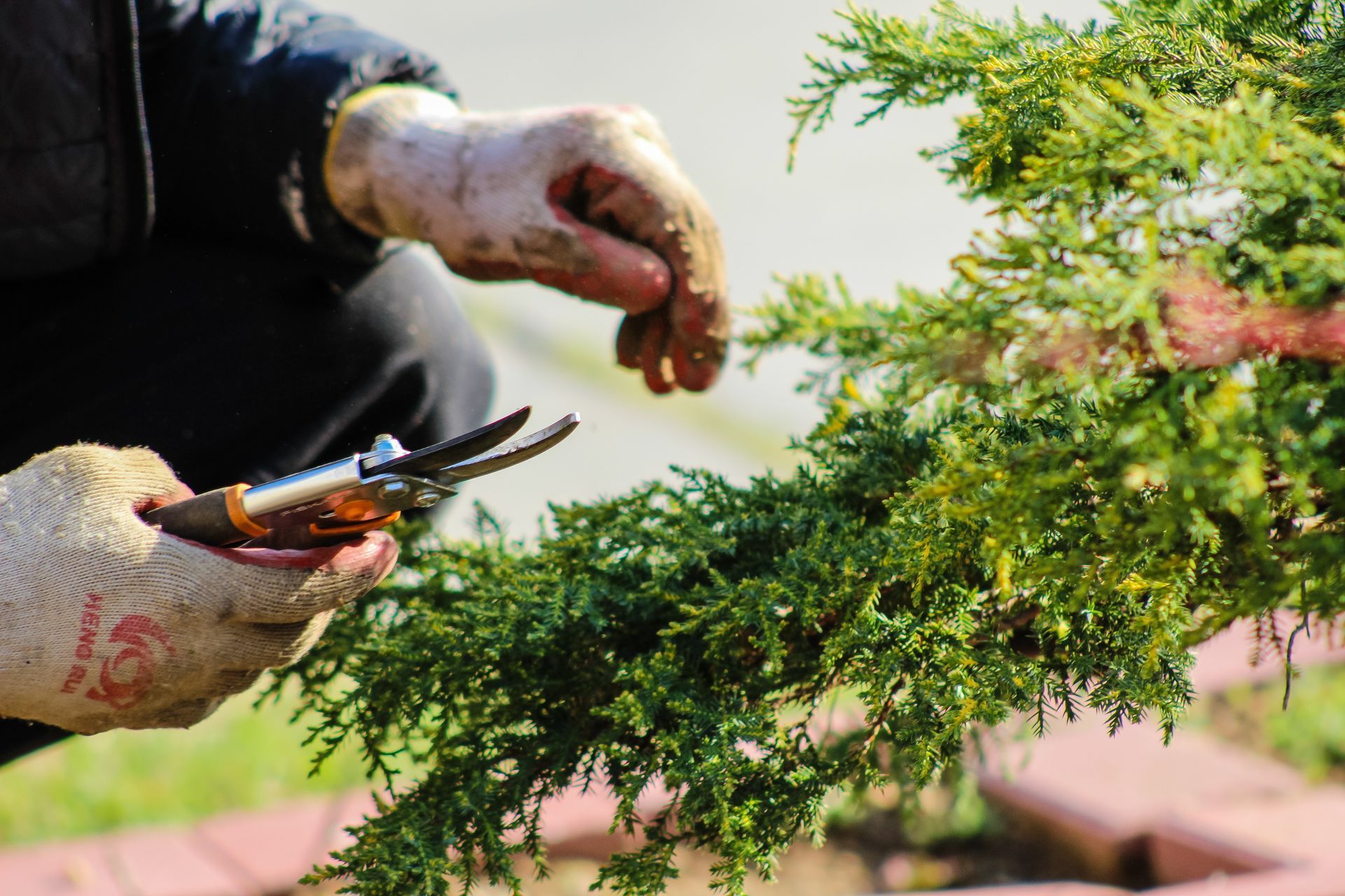 A person wearing gardening gloves skillfully trims plants with precision using plant scissors.