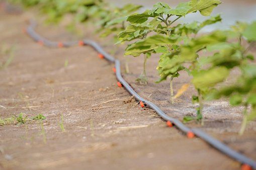 An image showing a drip irrigation system in a garden, with small hoses and emitters delivering water directly to the plant roots.