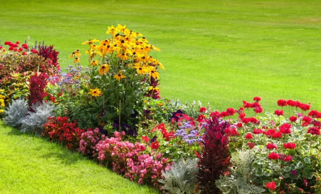 Bright and colorful flowers blooming in a vibrant flower bed.