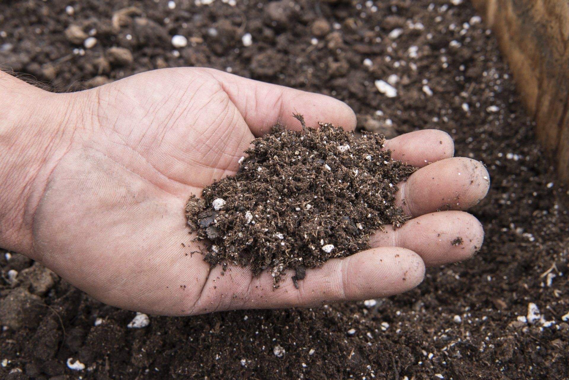 Hand holding a handful of rich, dark peat moss soil, a popular organic amendment for gardening and planting.