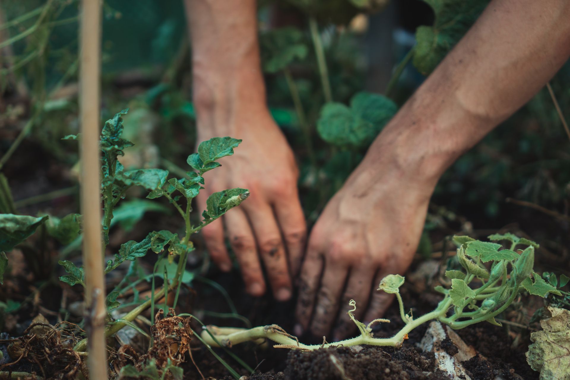 Hands gently planting a young green seedling into rich, brown soil.