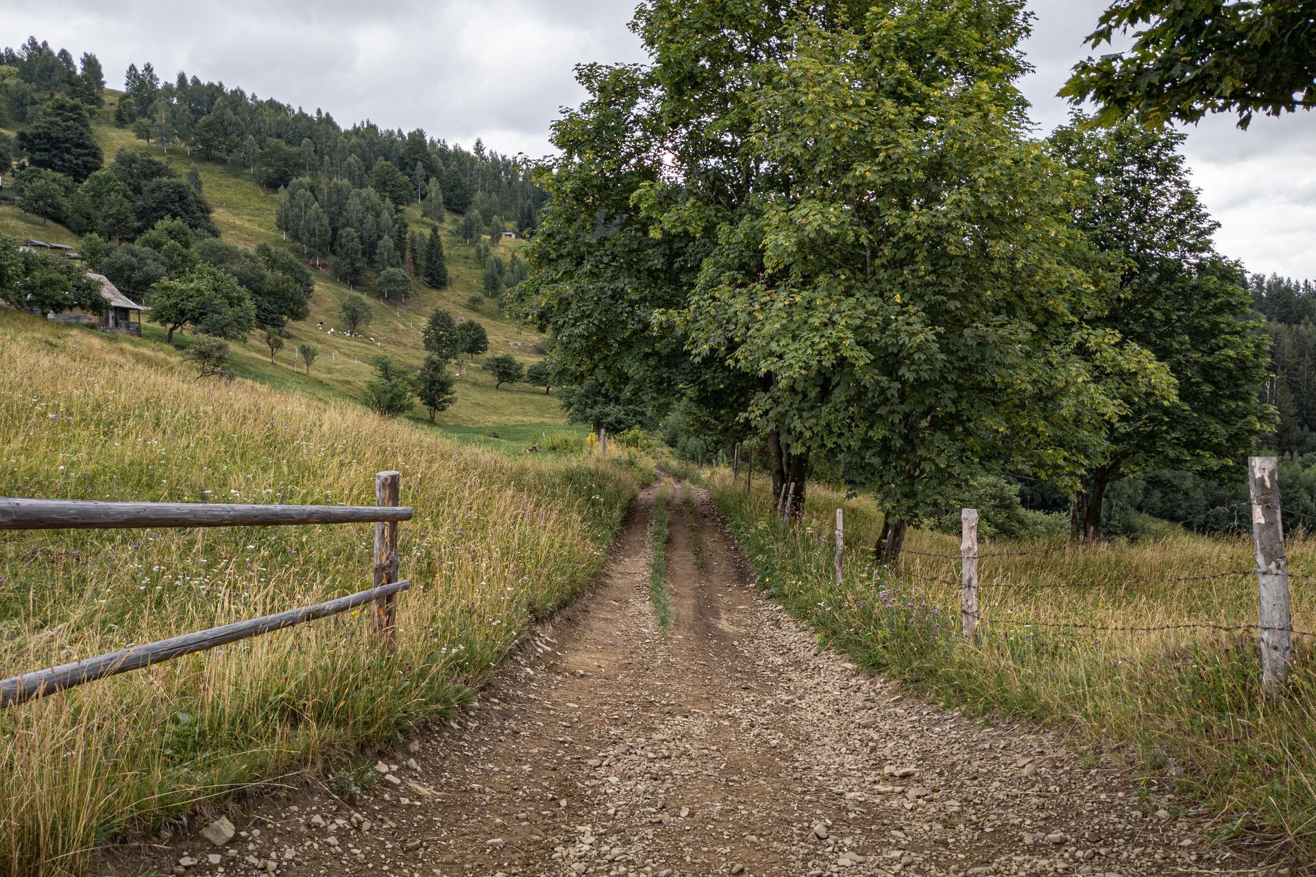Scenic dirt road flanked by tall trees on both sides, creating a picturesque natural tunnel.