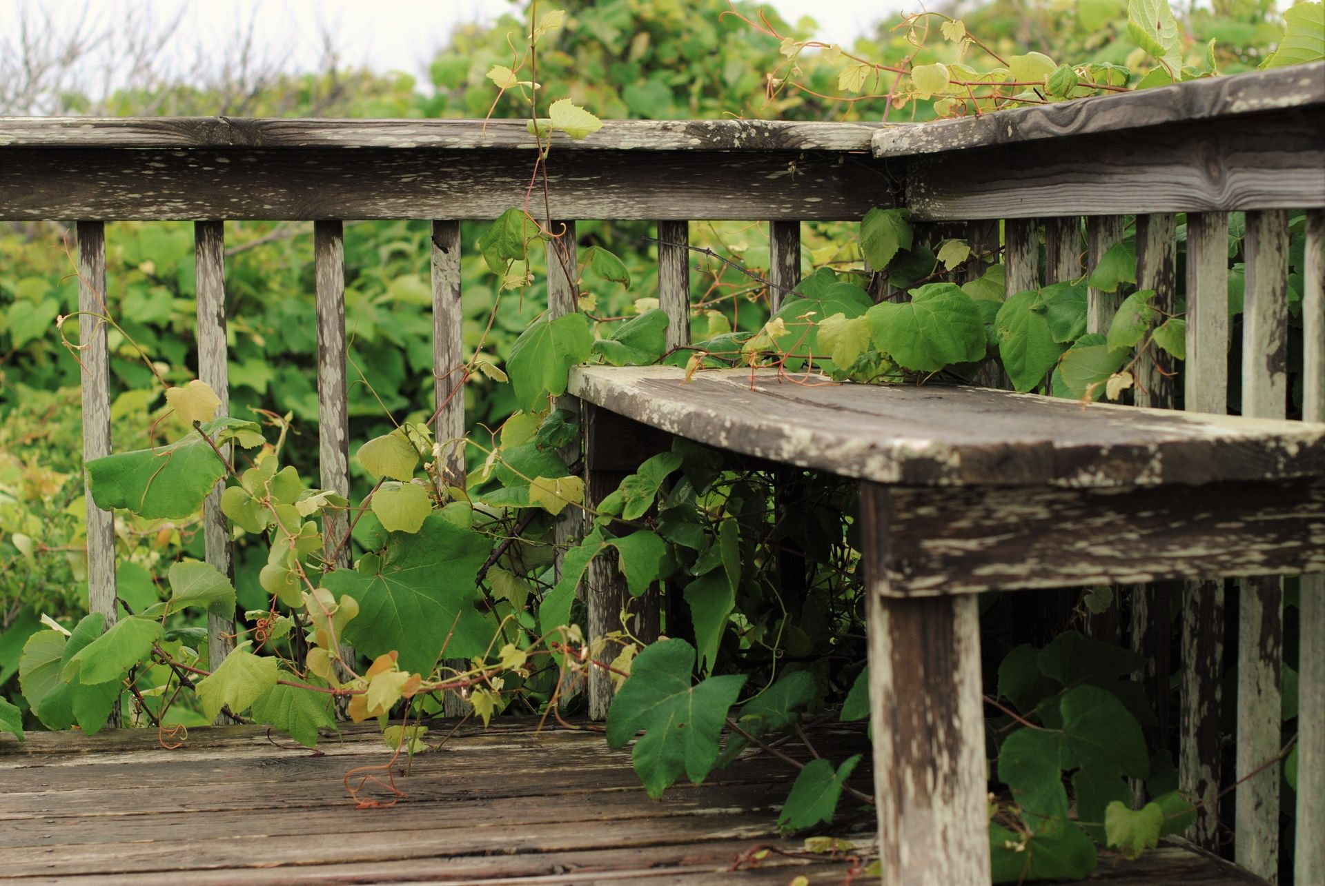 An aged wooden bench nestled amidst a lush backdrop of climbing plants and vines, creating a serene and rustic outdoor seating area.