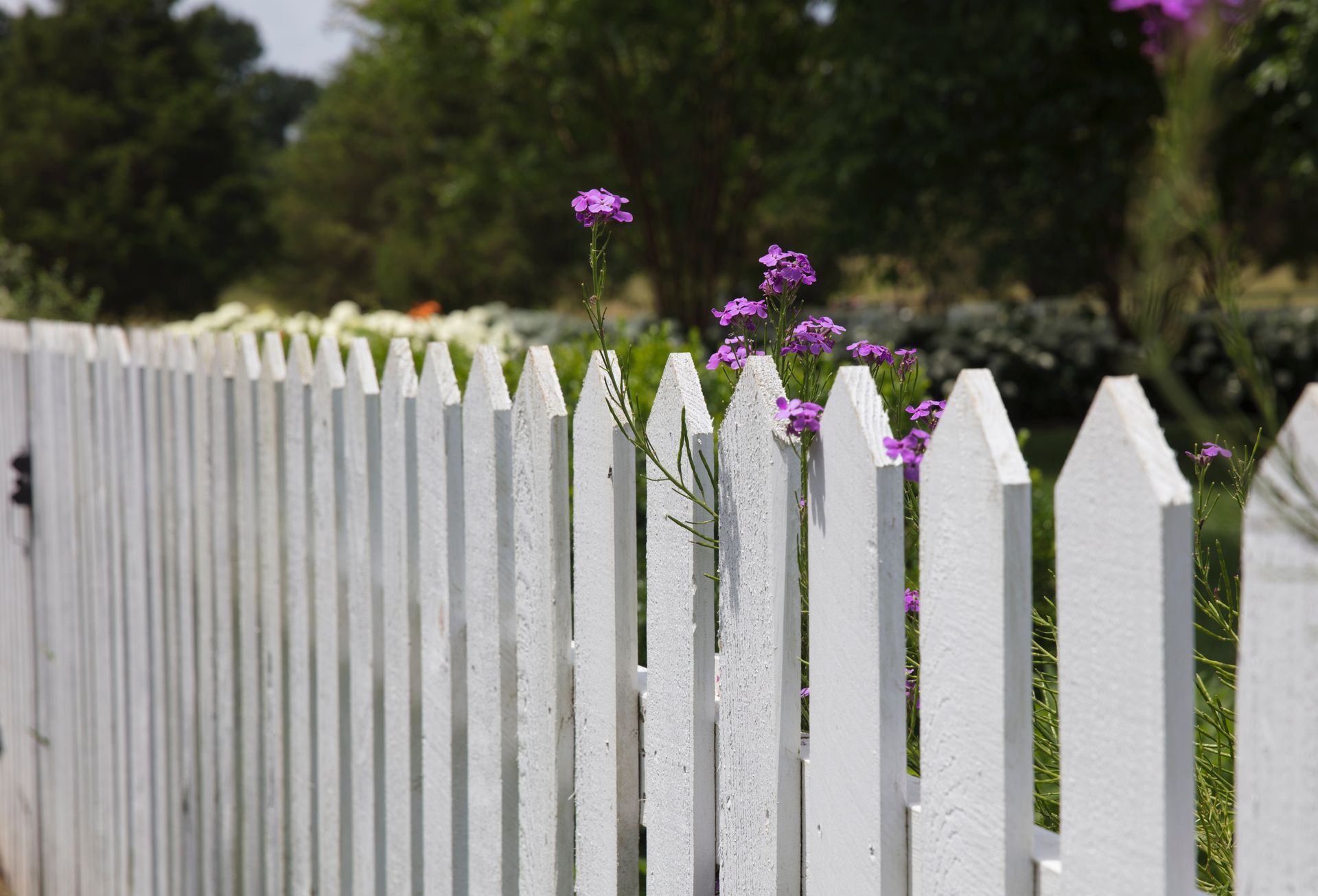Scenic view of a white wooden fence, adding charm and elegance to the outdoor landscape.