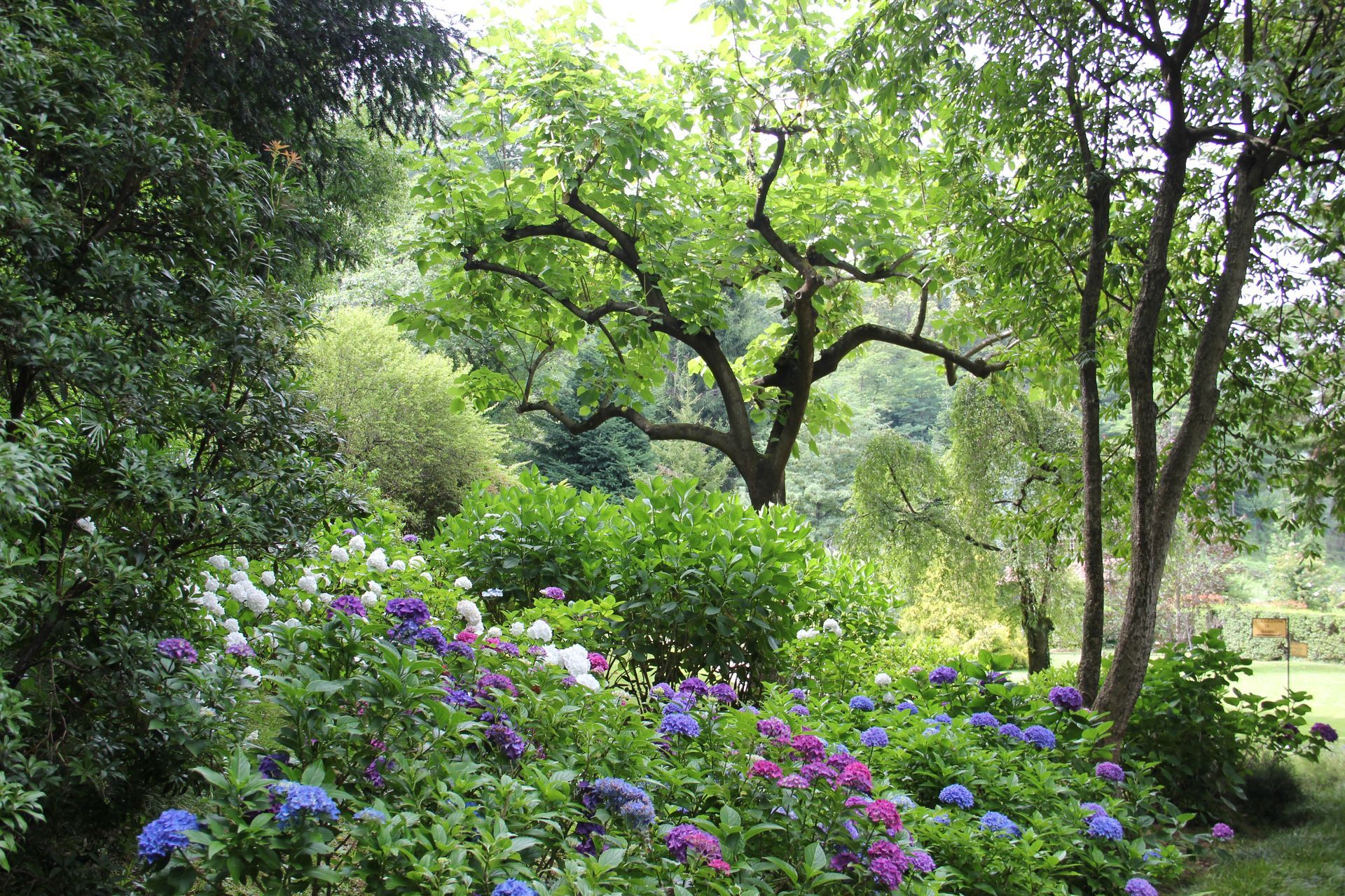 Vibrant purple flower field in full bloom, with majestic trees in the background, creating a picturesque natural landscape.