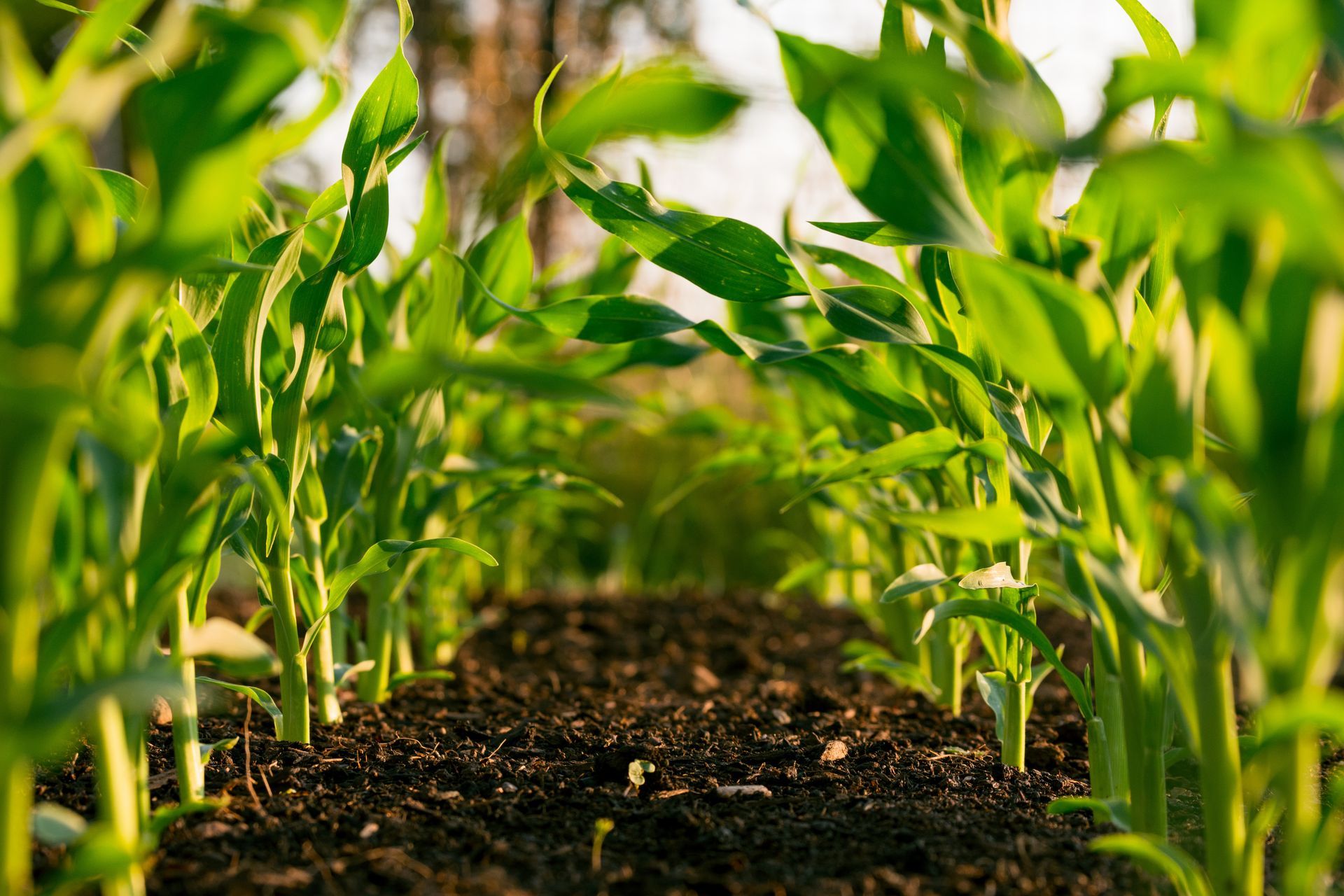 Vibrant green plant thriving in rich brown soil, showcasing the beauty of nature's growth