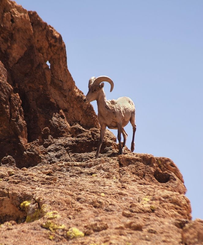 Bighorn sheep stands on a reddish-brown rock formation under a blue sky.
