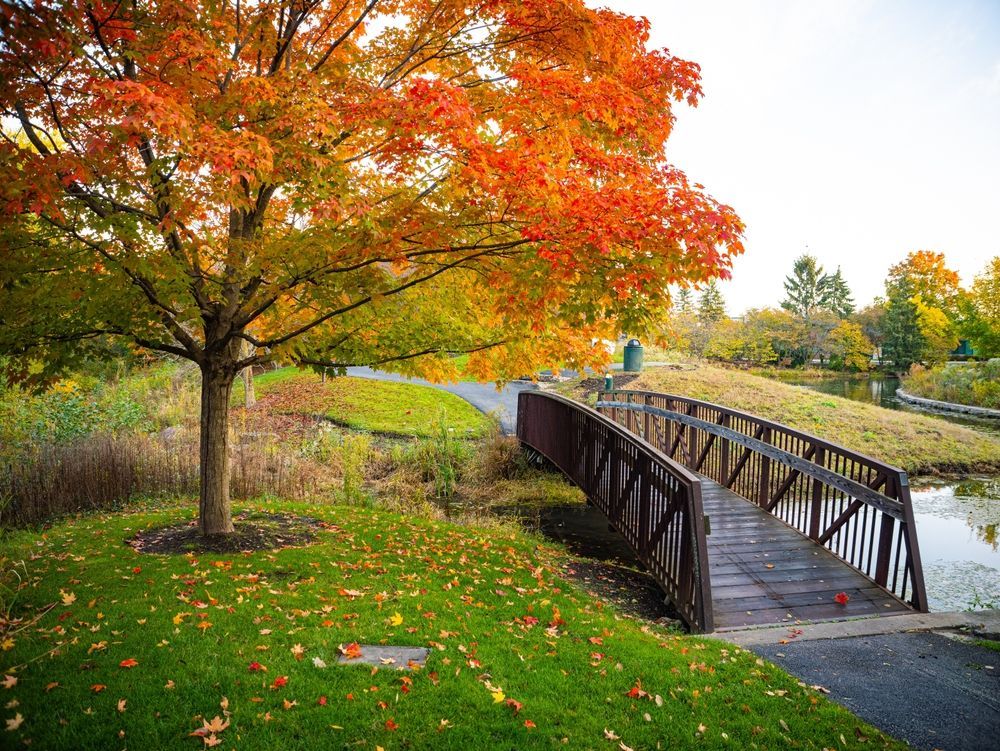 A wooden bridge over a pond in a park with colorful autumn trees and fallen leaves.