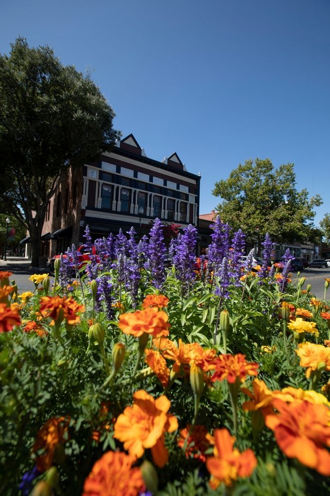 Bridge spanning a canyon, framed by trees under a blue sky with light clouds.
