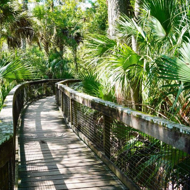 Wooden boardwalk winds through lush, green Florida foliage.