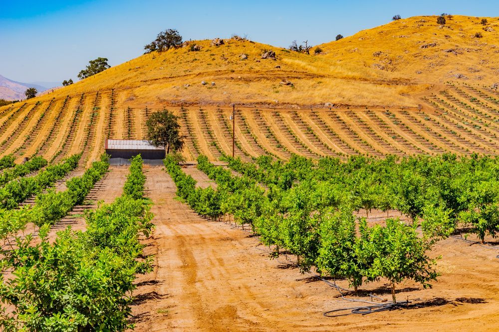 Rows of fruit trees in a farm field, with a dry hillside and blue sky in the background.
