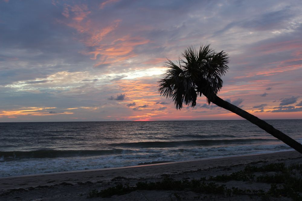 Sunset over the ocean with a palm tree on the beach; orange and pink sky.