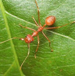 Ant on Leaf - Exterminator Services in Rochester, MN