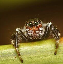 Close up Arachnid - Exterminator Services in Rochester, MN