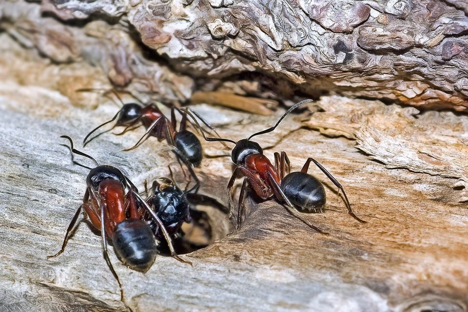 carpenter ants in Rochester