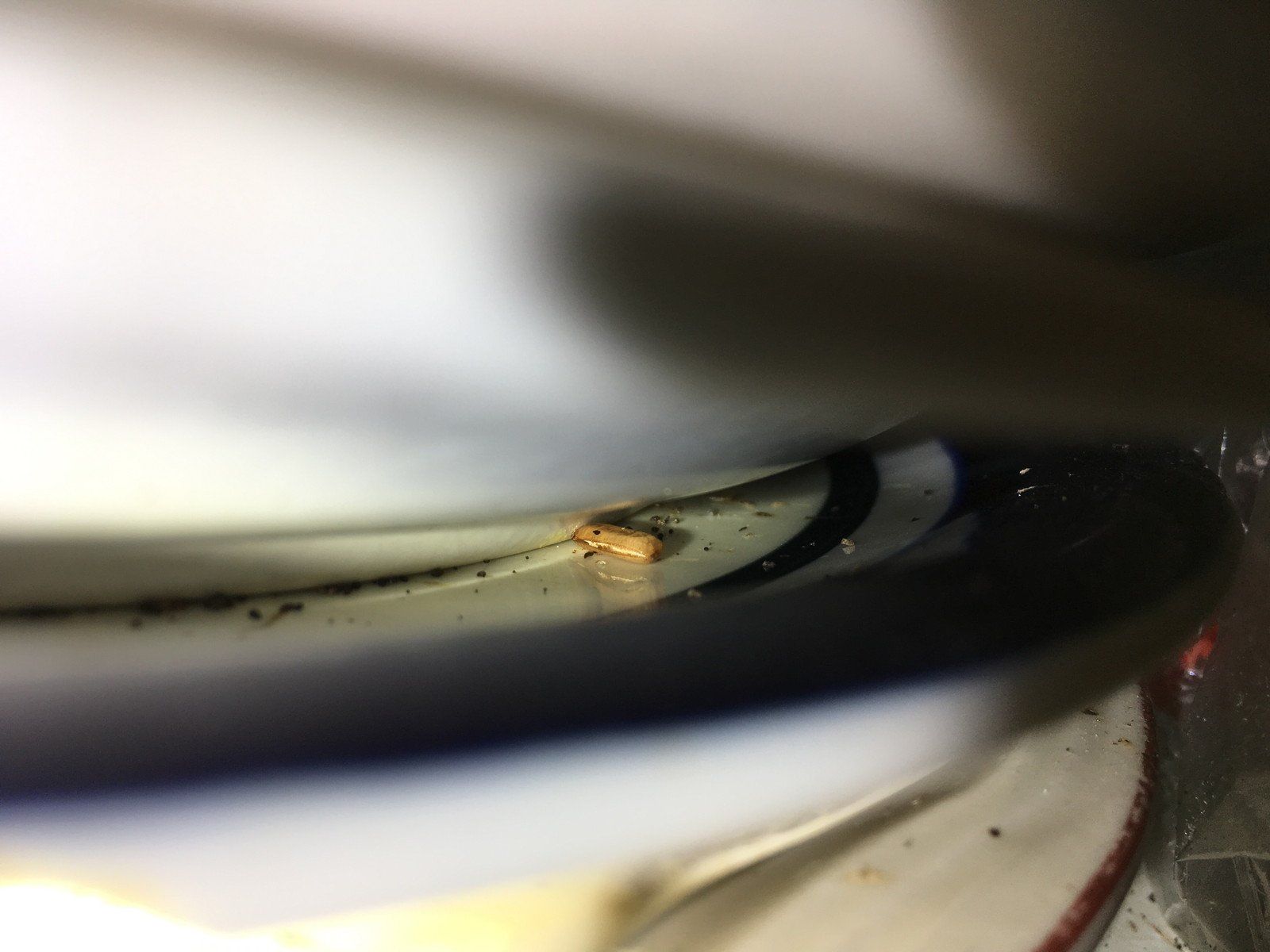 Insect Egg — Cockcroach Egg On The Plates in Rochester, MN