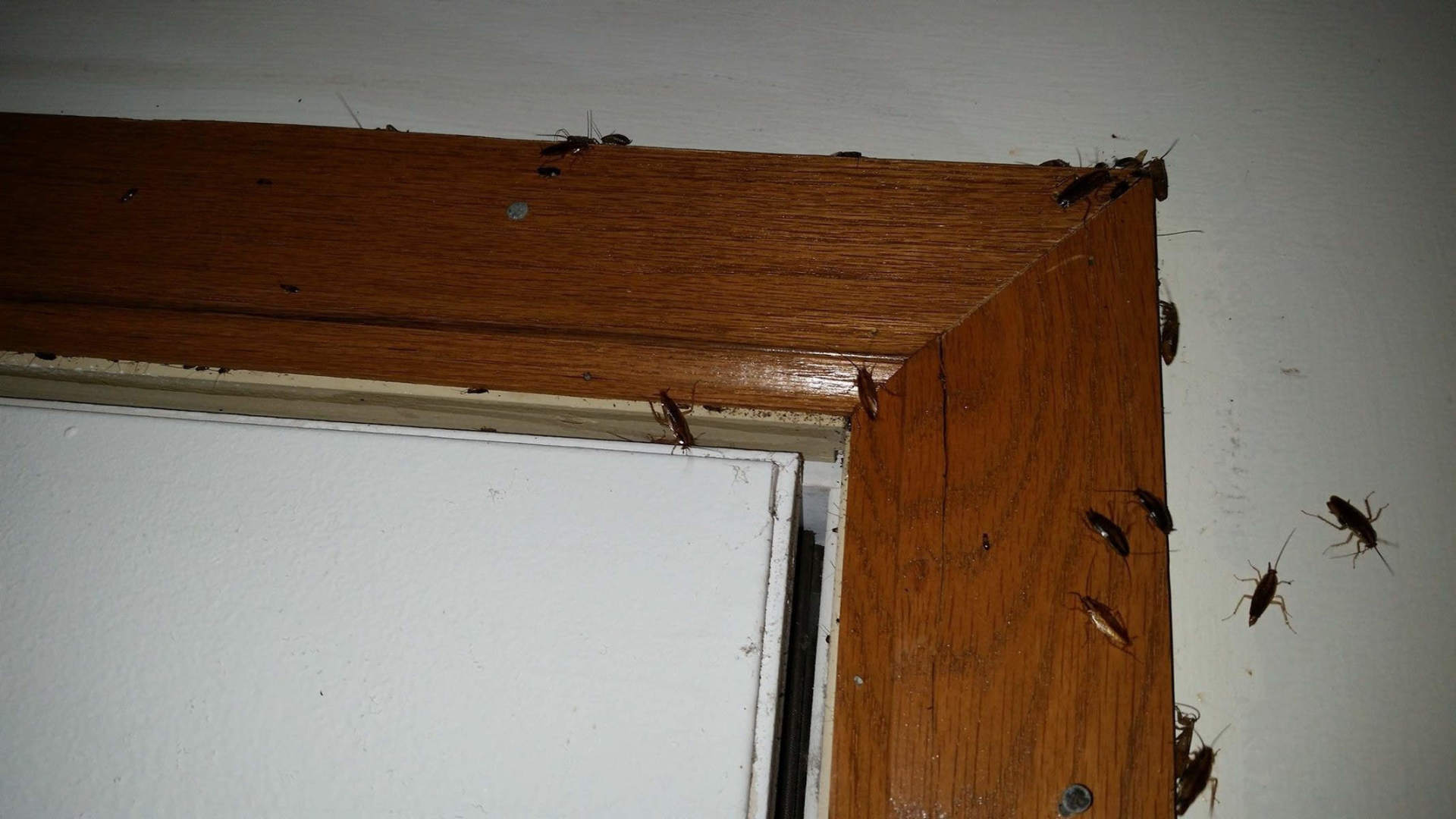 Small Cockcroaches — Cockcroaches In The Door in Rochester, MN