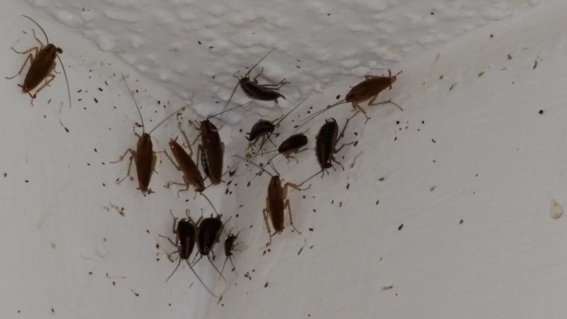 Cockcroaches — Group Of Cockcroaches in Rochester, MN