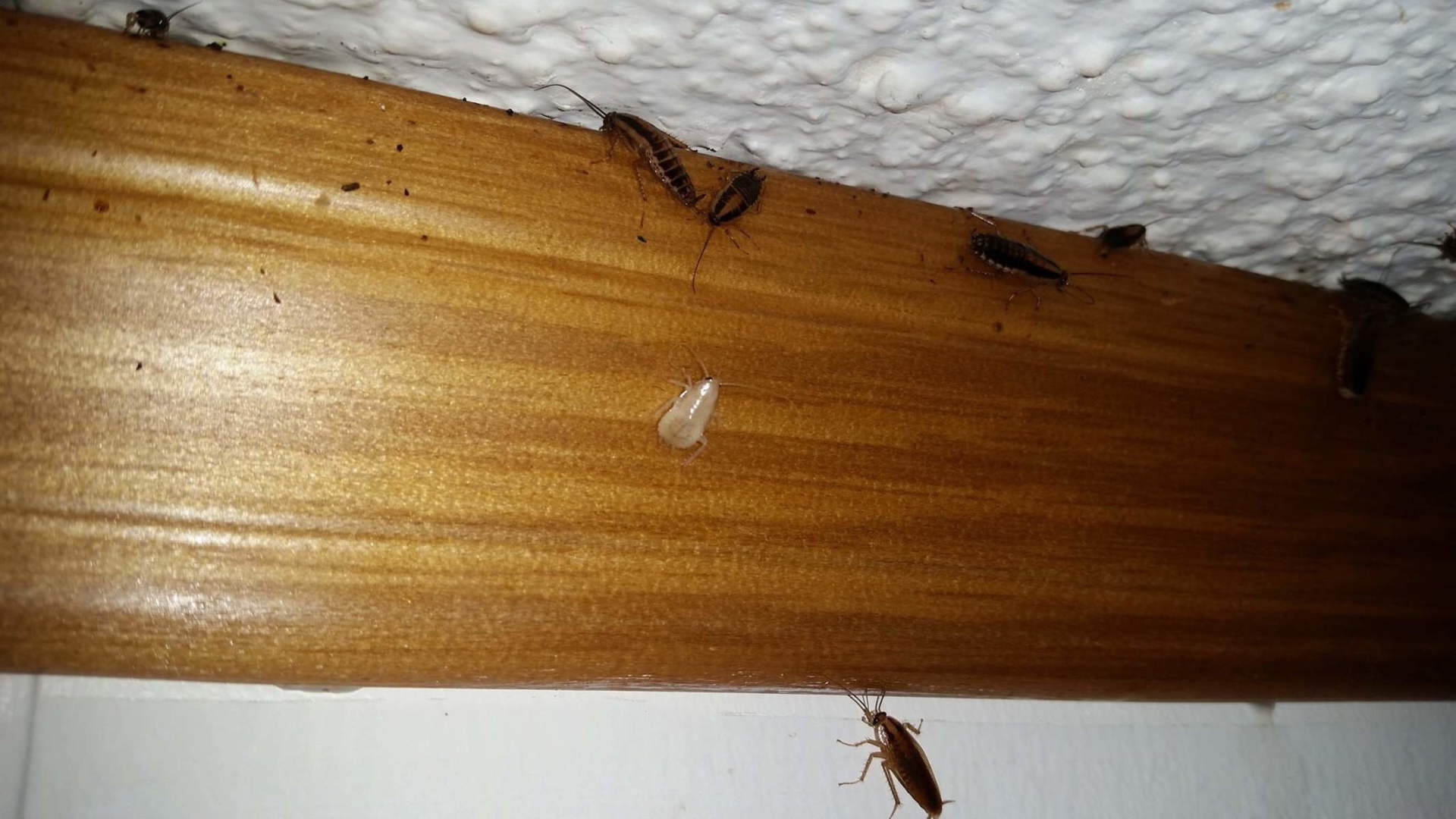 Different Cockcroach — White and Black Colored Cockcroaches in Rochester, MN