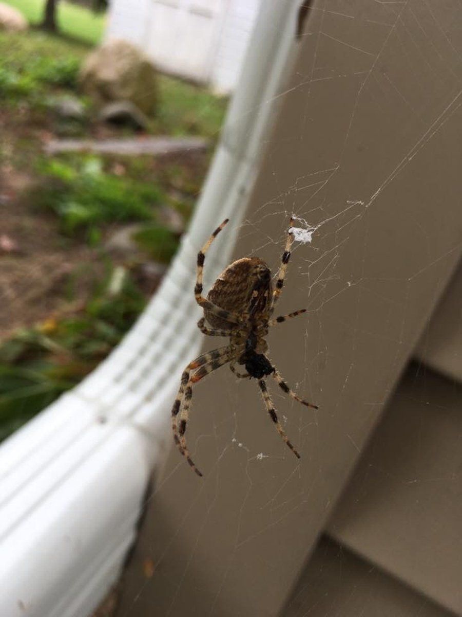 gallery Lemke Pest Control, LLC Rochester, MN