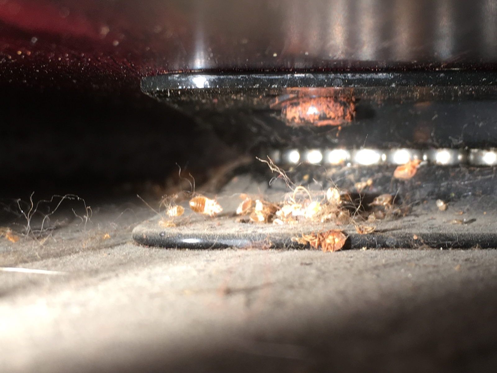 Best Exterminator — Pest On The Floor in Rochester, MN