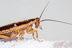 German cockroach - best exterminator in Rochester, MN