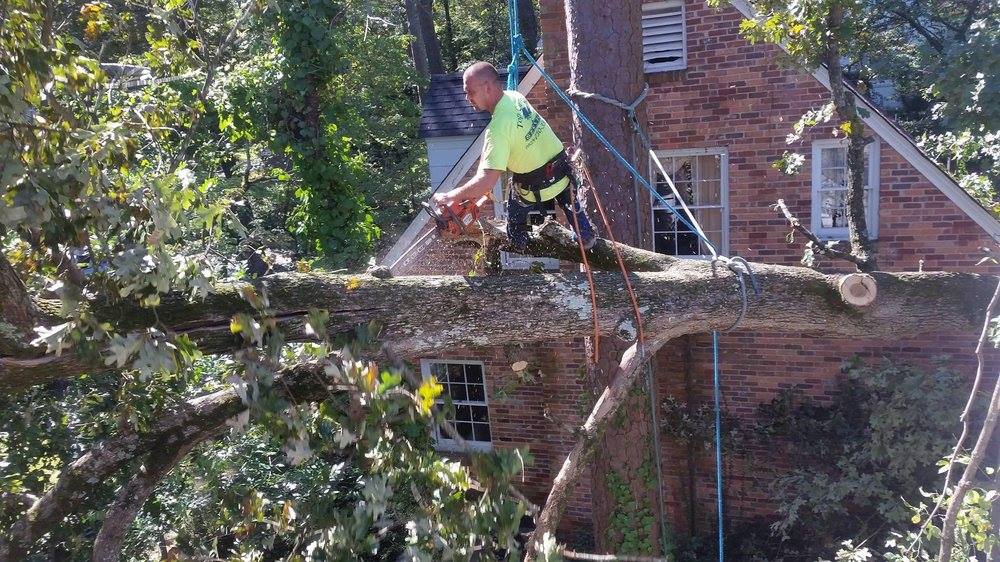 Tree Removal Columbia SC