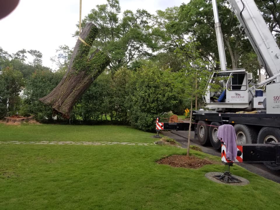 Tree Removal Columbia SC