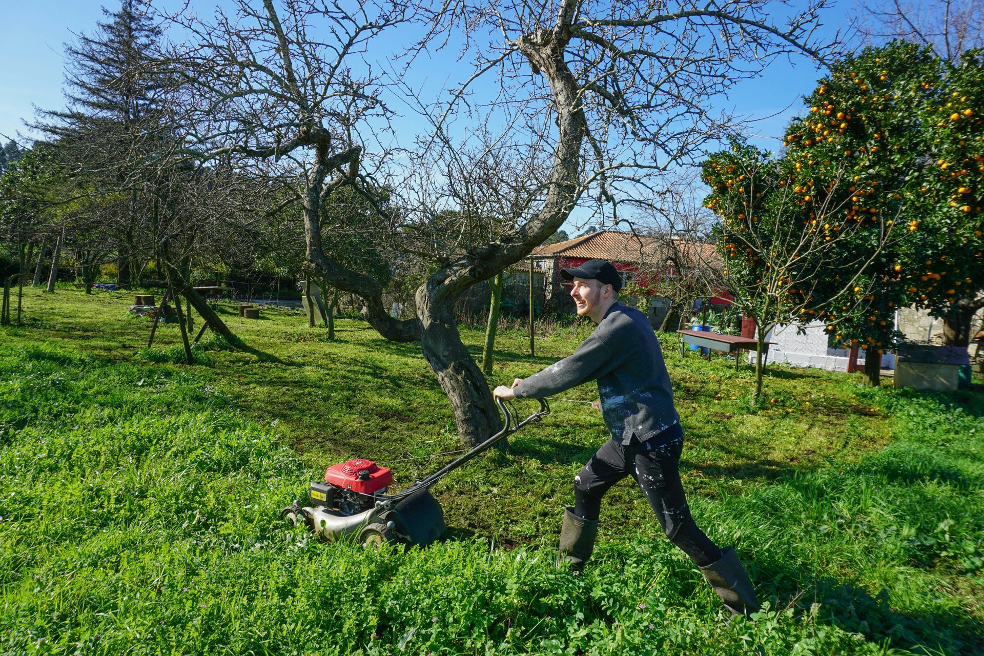 Man mowing green grass with a lawnmower under bare trees, sunny outdoor setting.