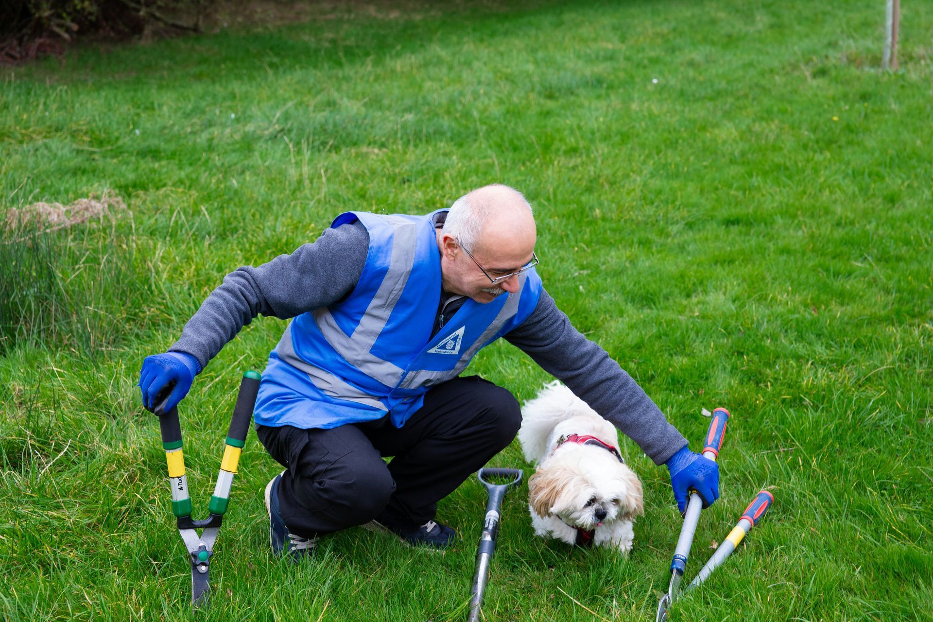 Man in blue vest tending lawn with a small dog. Tools on the grass.