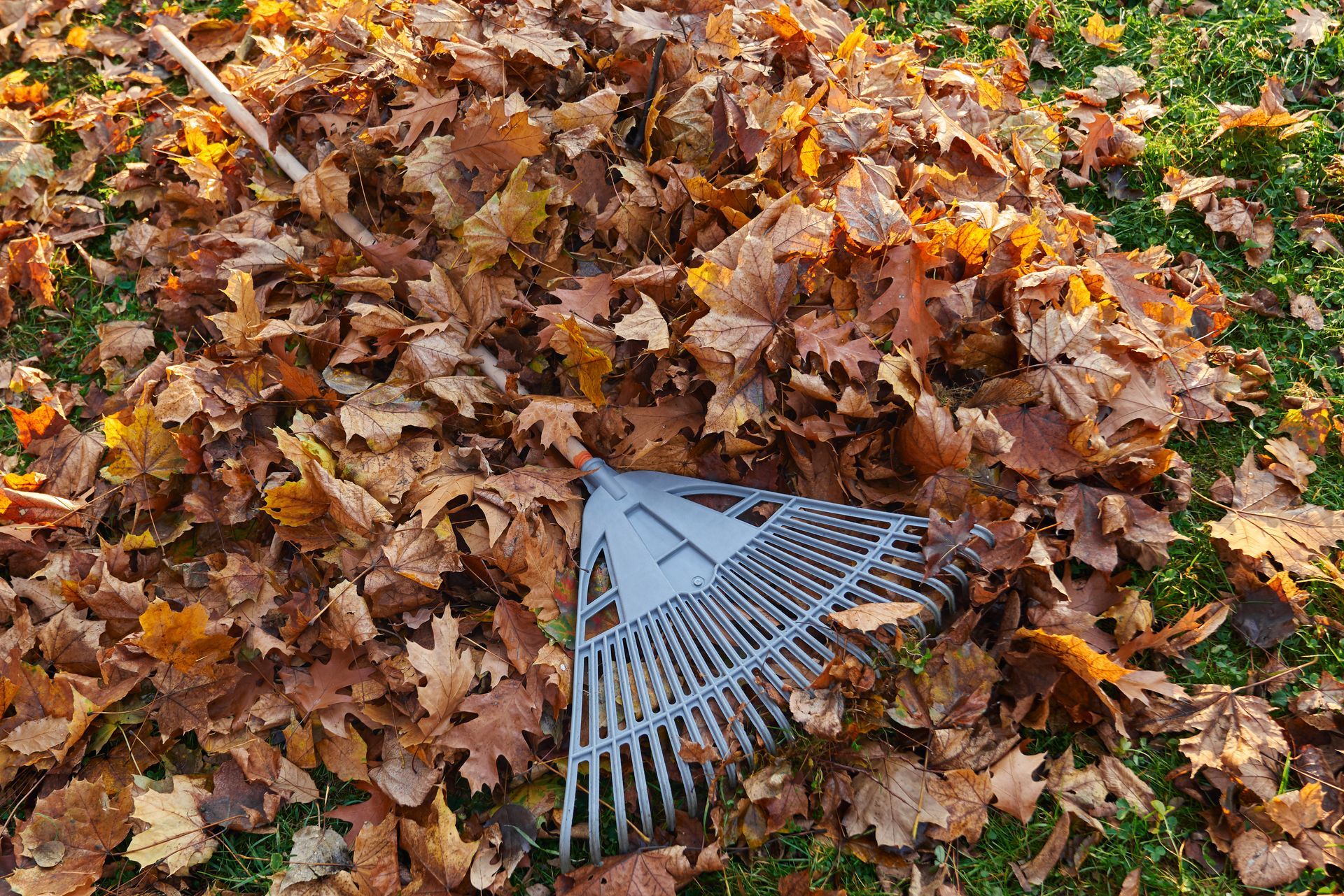 Pile of brown leaves on green grass with a gray rake.