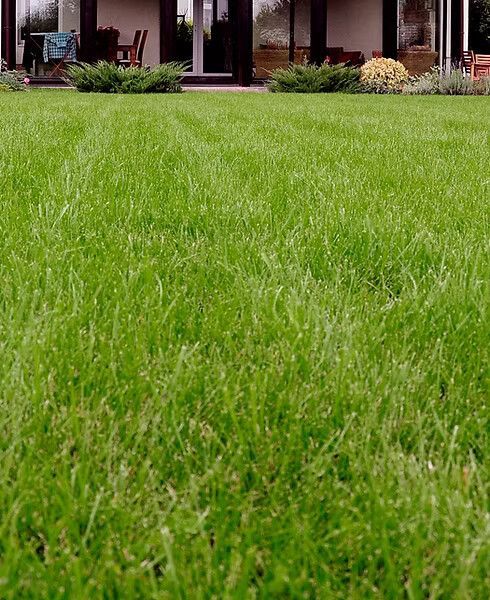 Lush green lawn in front of a house, with trimmed bushes and trees.