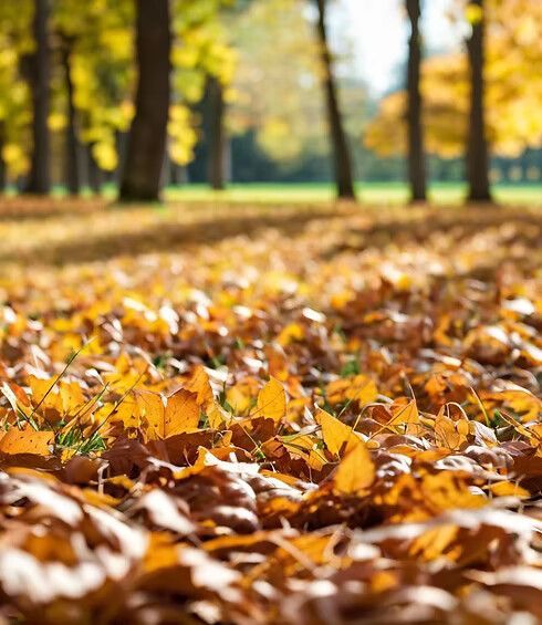 Golden autumn leaves covering the ground in a park with trees in the background.
