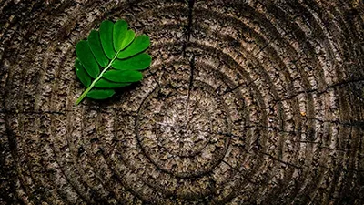 Green leaf on a tree stump with concentric growth rings.