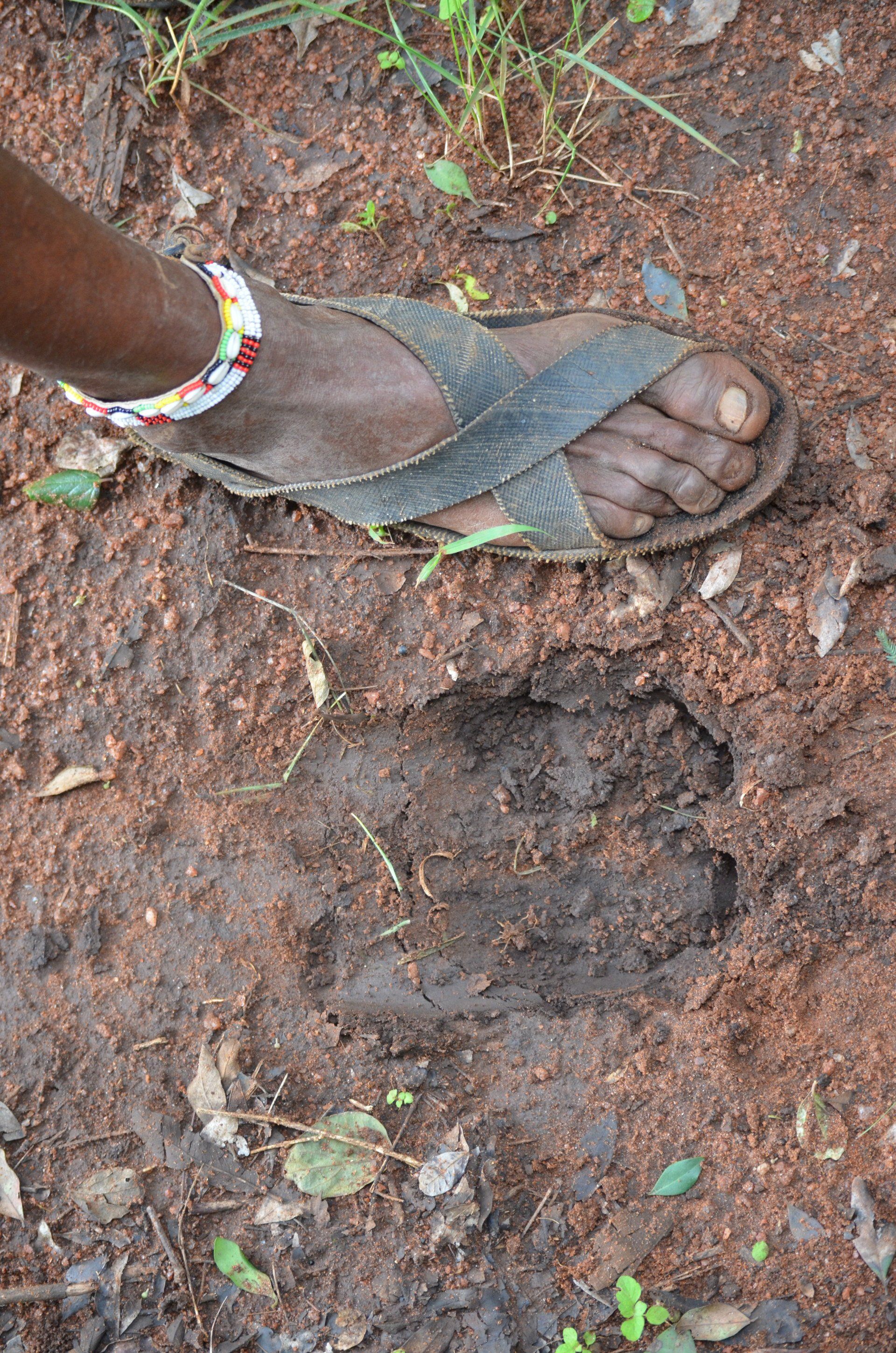 Walking Safari Kenya Masai Africa