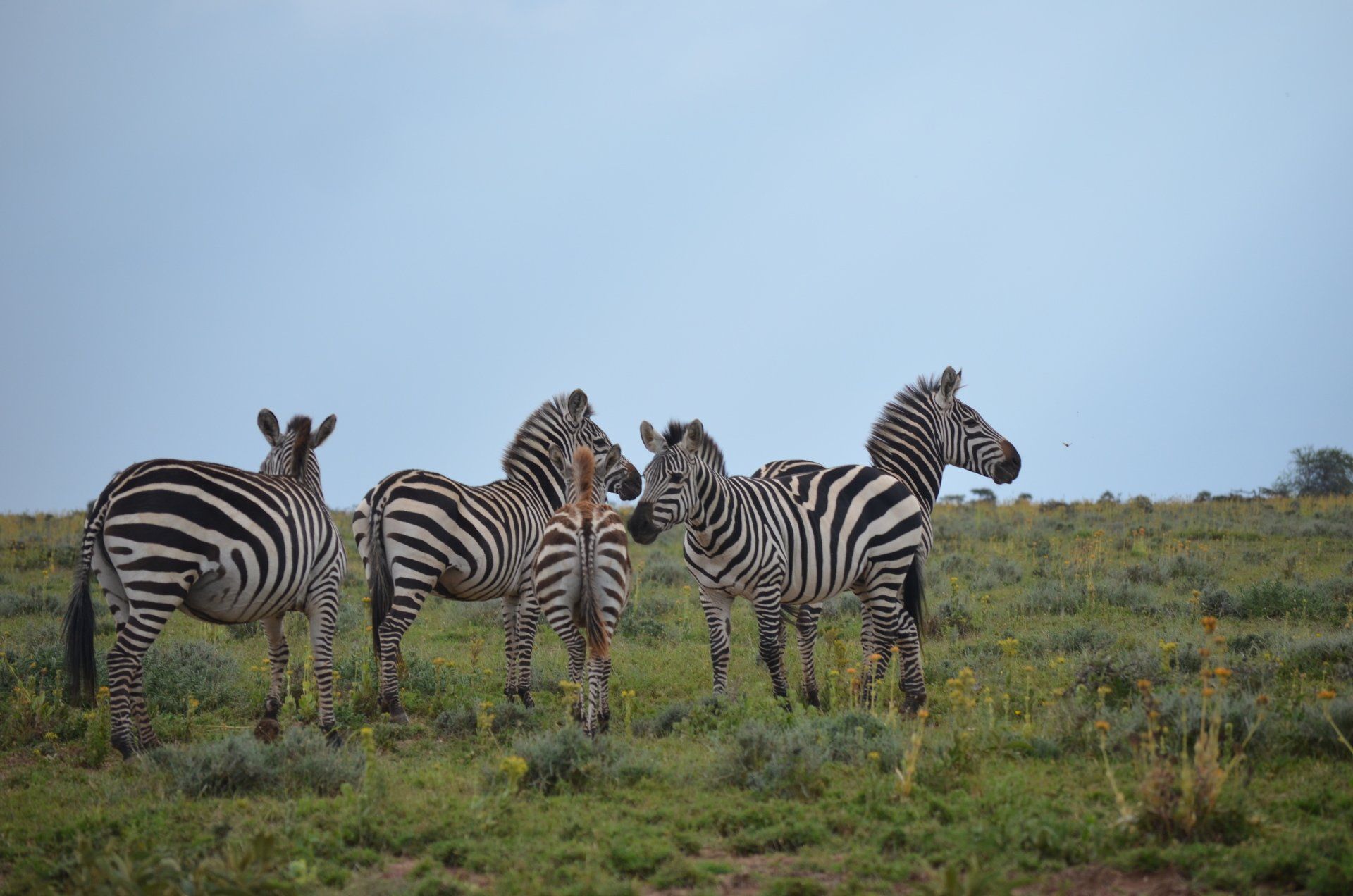 Walking Safari Kenya Masai Mara Africa