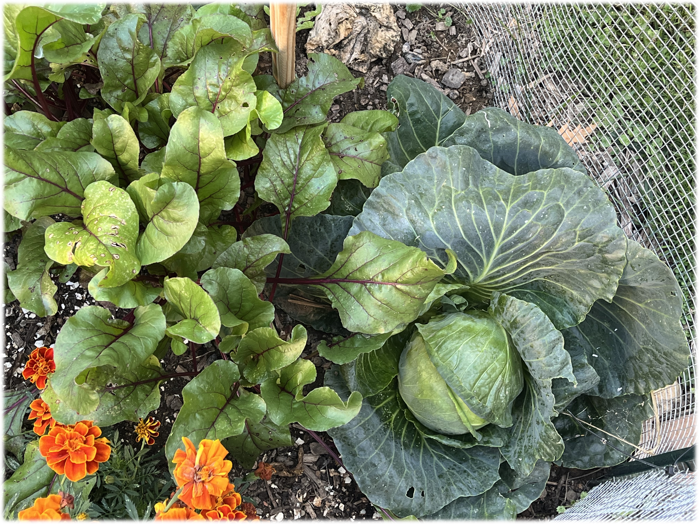 Beet greens and cabbage growing in a garden bed with orange flowers.