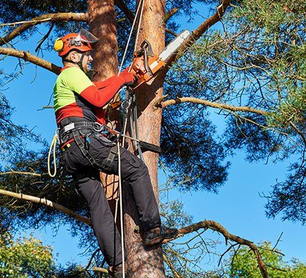 Tree Removal Service — Man Removing Some Branches in Pittsburgh, PA