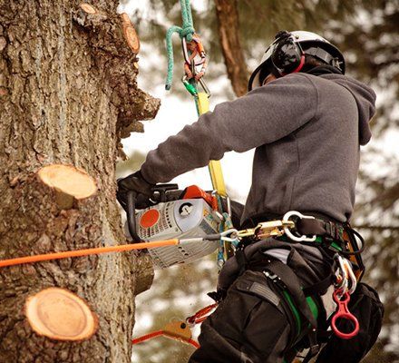 Tree Removal — Man Removing A Tree in Pittsburgh, PA
