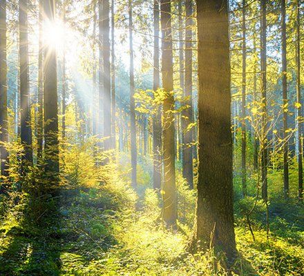 Tree Service — Tree & Sunrise in Pittsburgh, PA