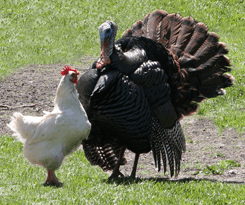 Un pollo bianco si trova di fronte a un grosso tacchino scuro su un campo erboso.