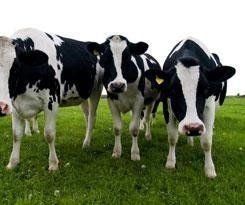 Tre mucche da latte bianche e nere in piedi in un campo erboso.