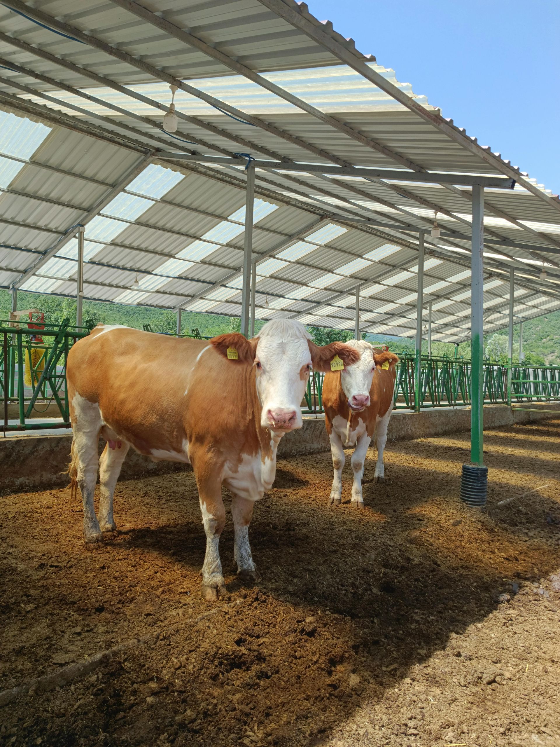 Tre mucche da latte bianche e nere in piedi in un campo erboso.