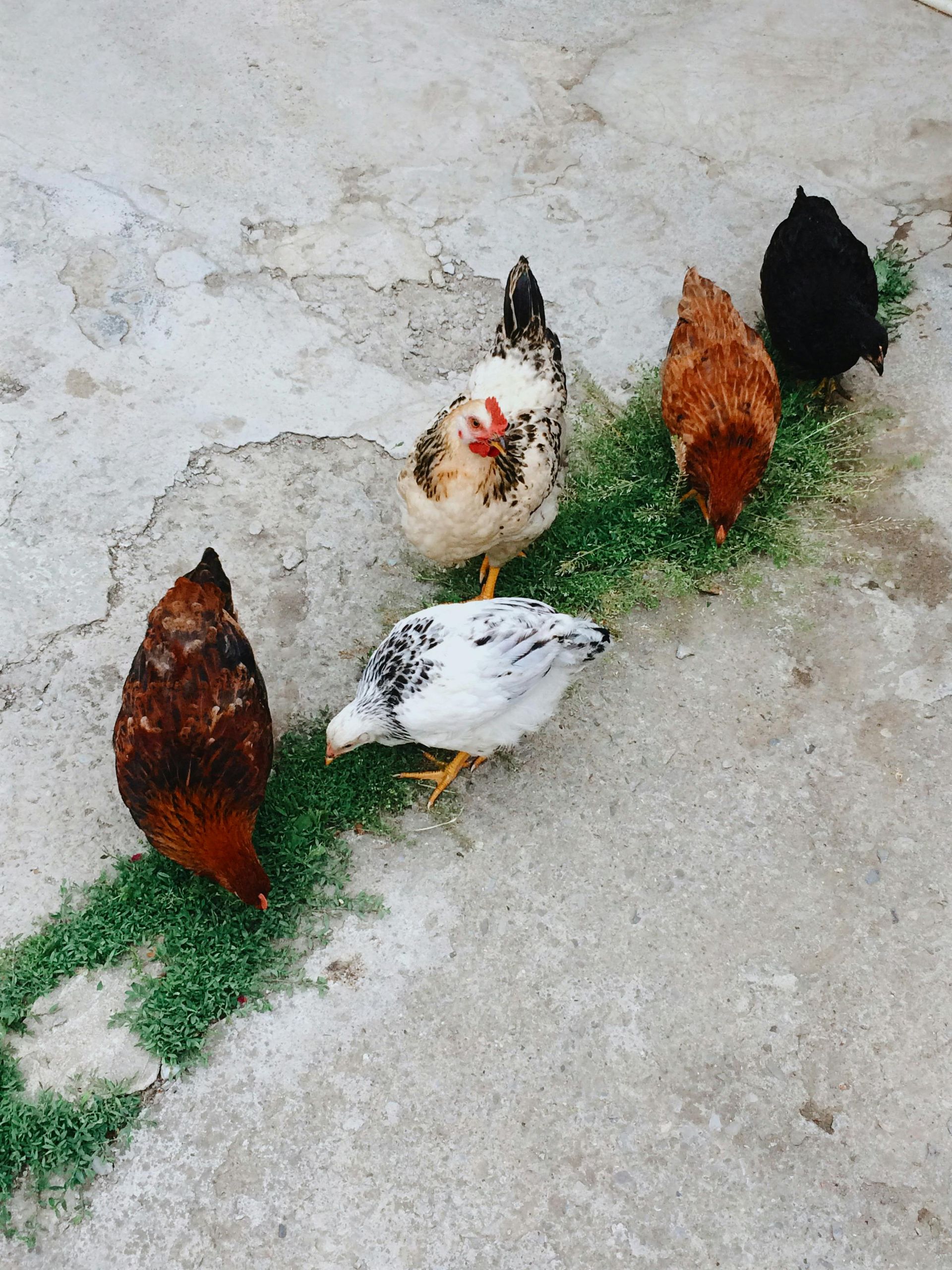 Un pollo bianco si trova di fronte a un grosso tacchino scuro su un campo erboso.