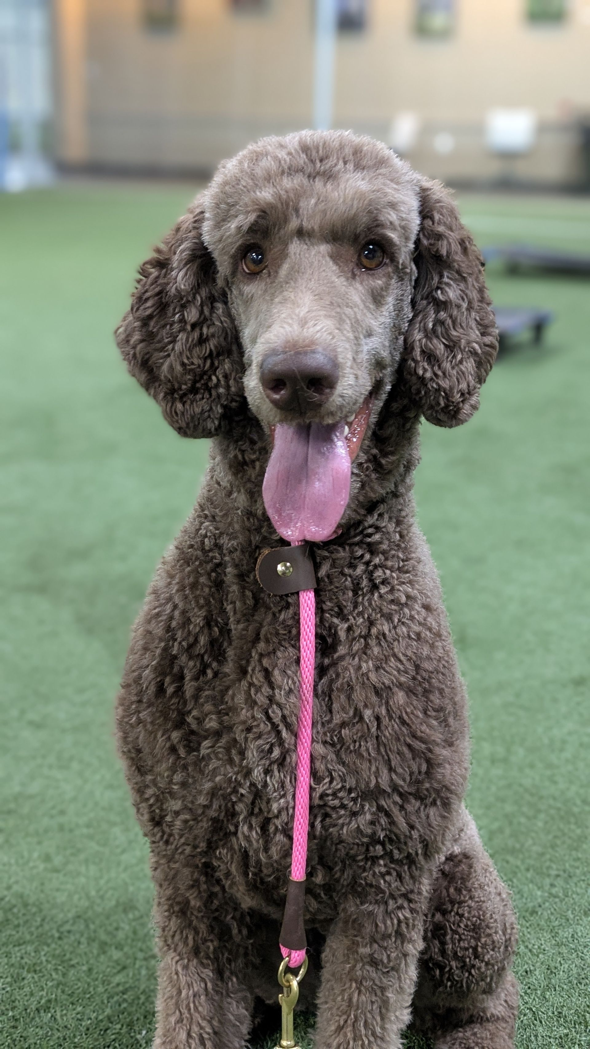 Poodle Training in Dallas