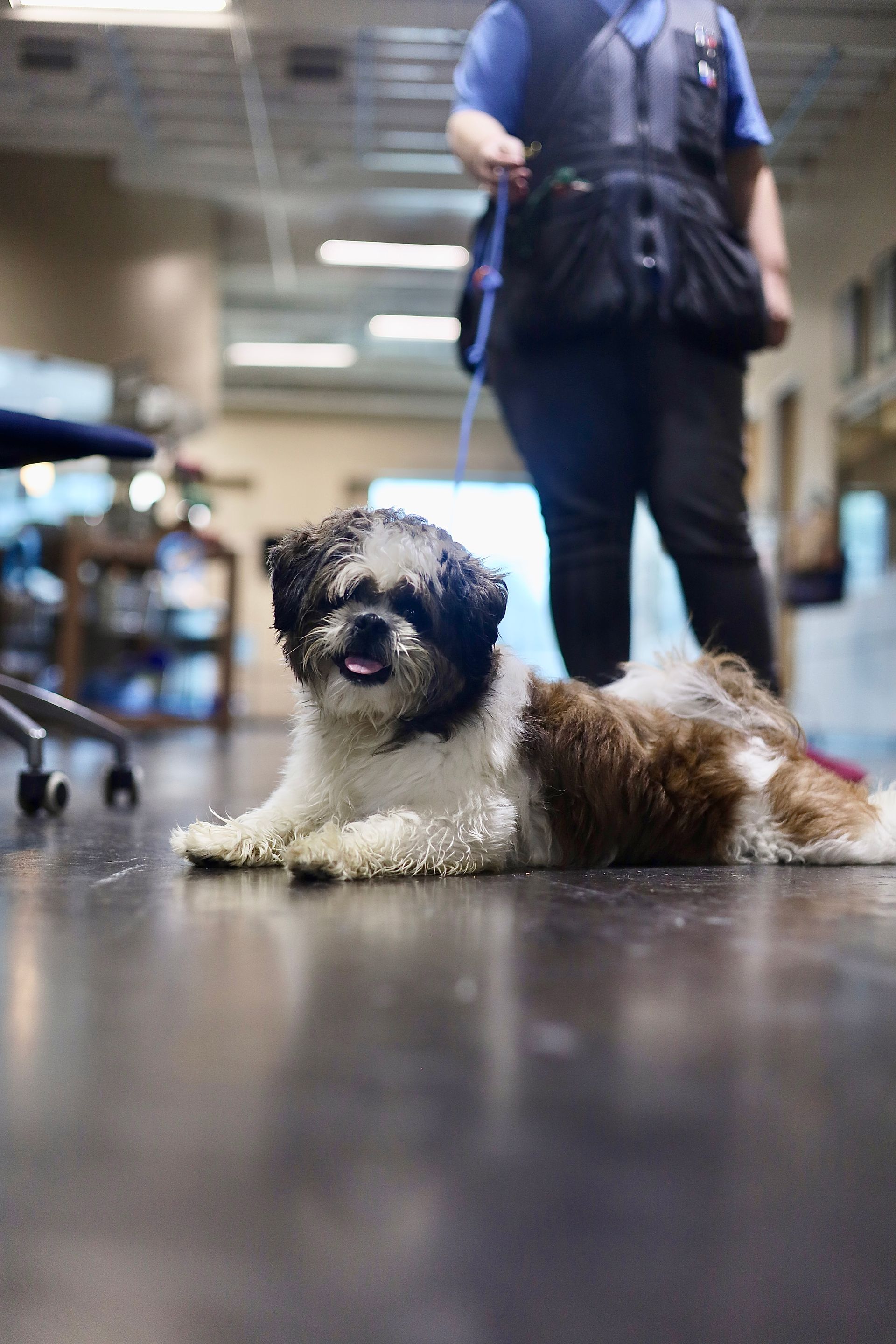 Rockwall Board and Training