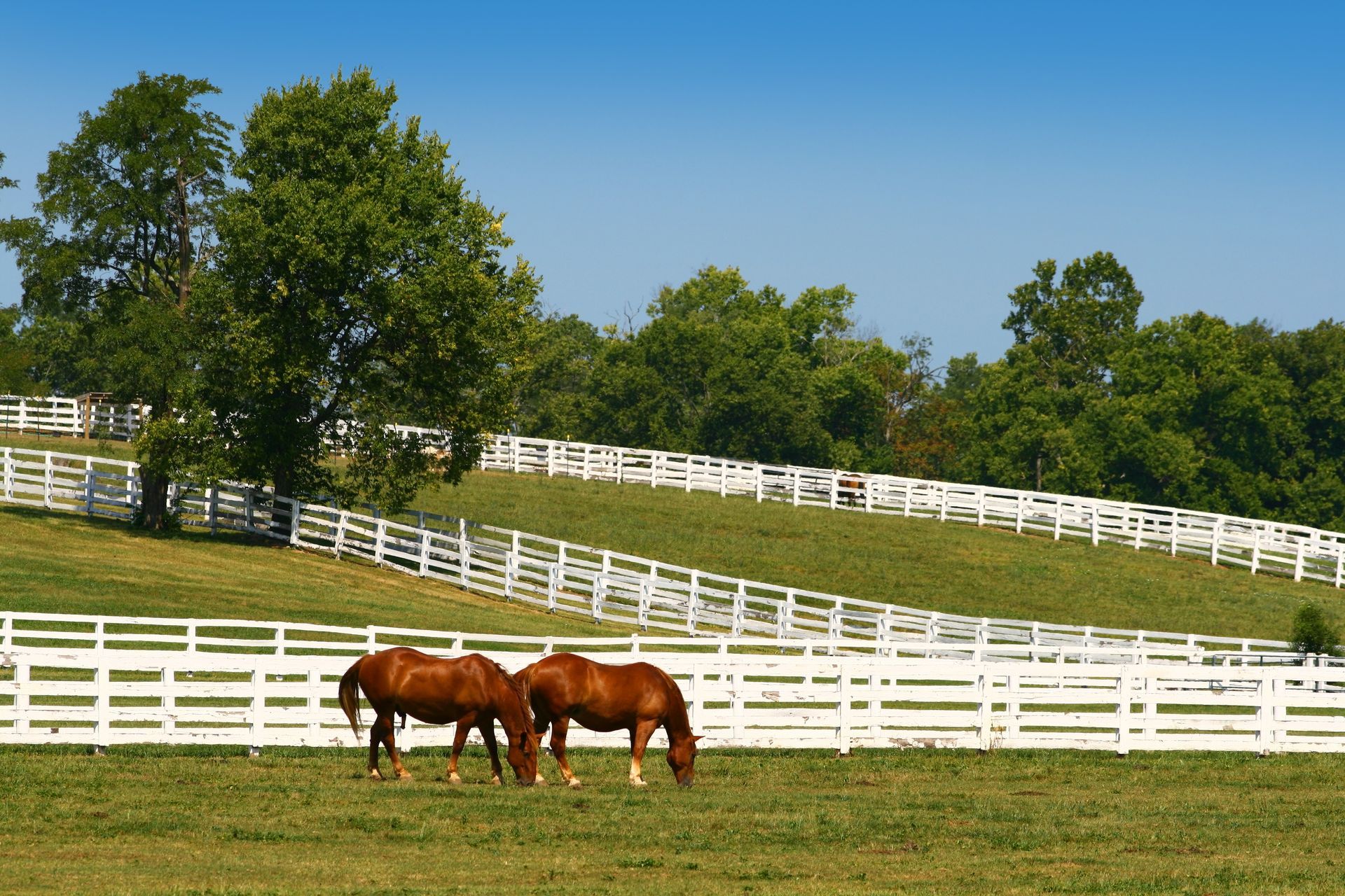 Two brown horses grazing in a green pasture, with white fences and trees under a blue sky.